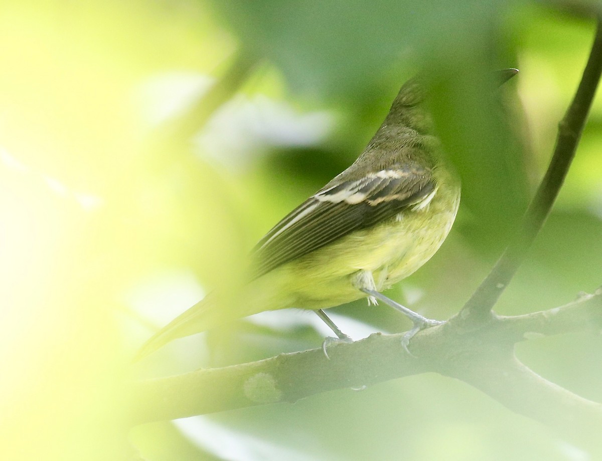 Yellow-rumped Flycatcher - ML608716539