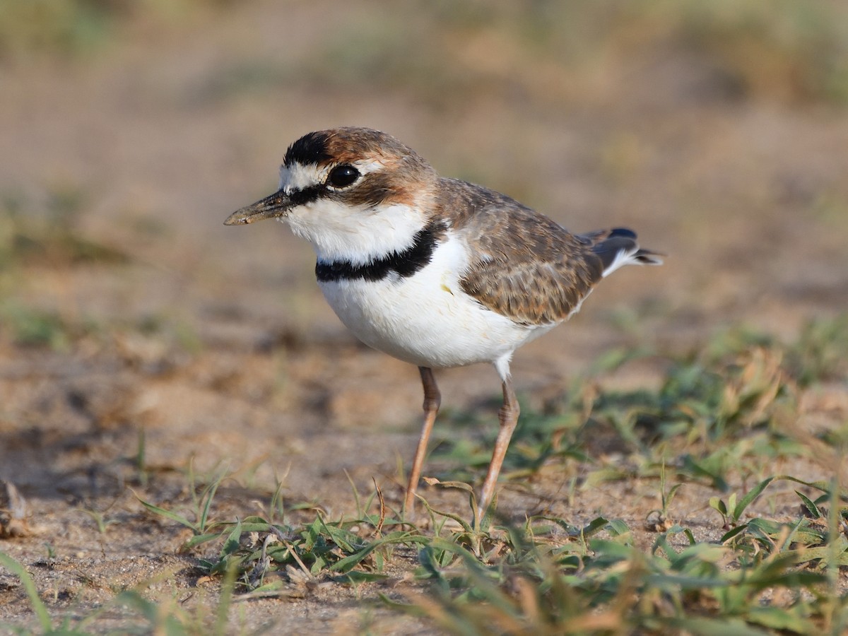 Collared Plover - ML608716608