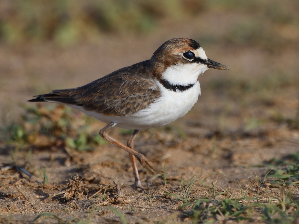 Collared Plover - ML608716609