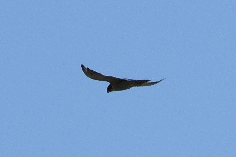 Peregrine Falcon (Eurasian) - ML608716701