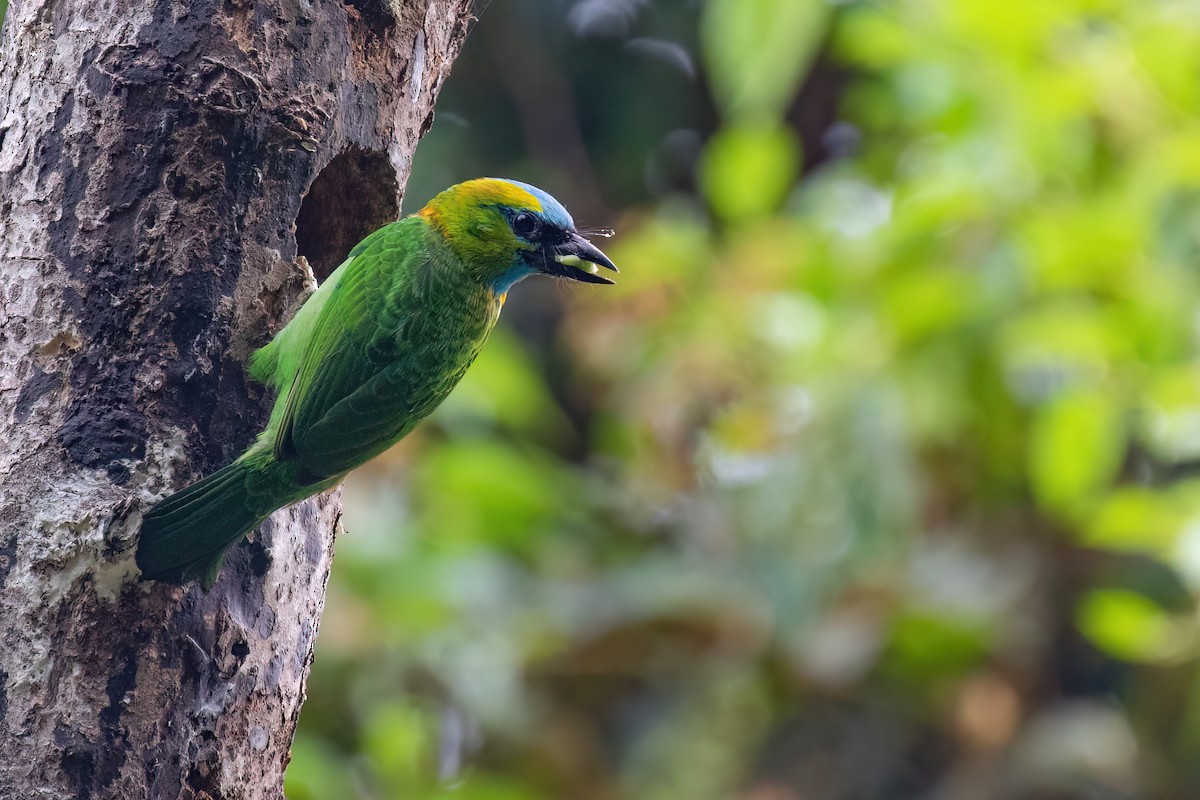 Golden-naped Barbet - Po-Wei Chi