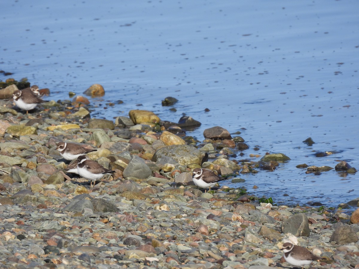Semipalmated Plover - ML608717392