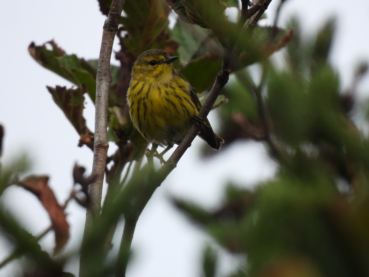 Cape May Warbler - ML608717505
