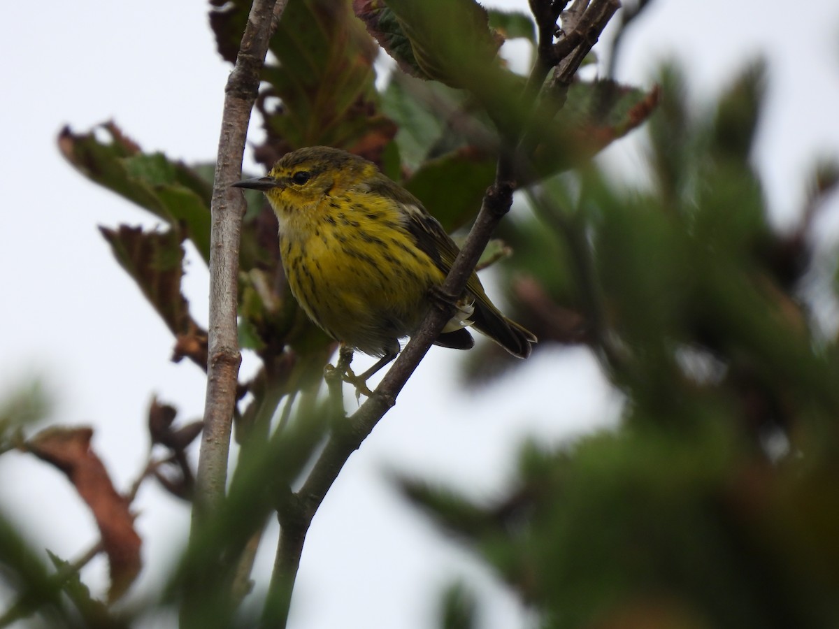 Cape May Warbler - ML608717506