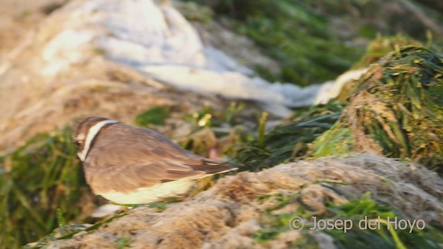 Semipalmated Plover - ML608717987