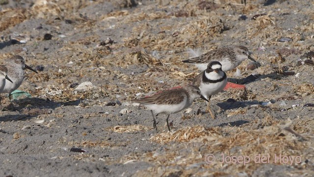 Semipalmated Plover - ML608718098