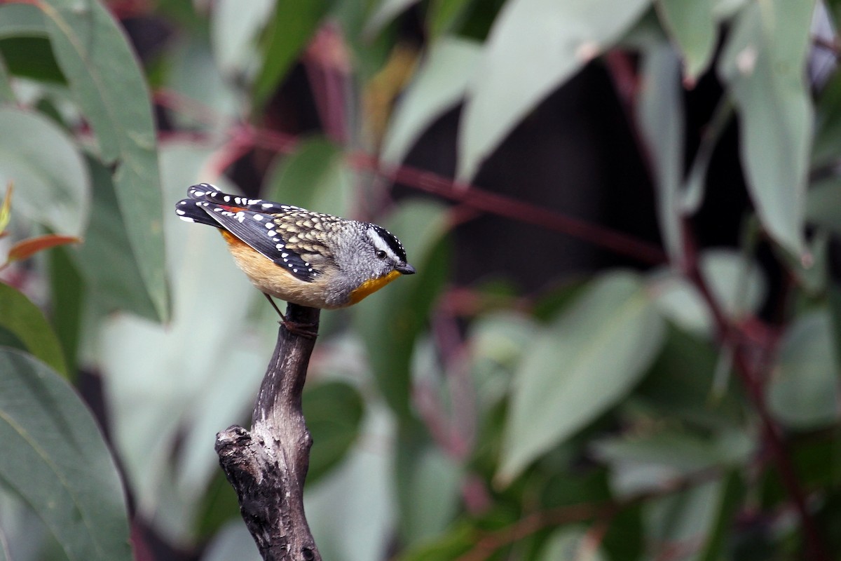 Spotted Pardalote - ML608718432