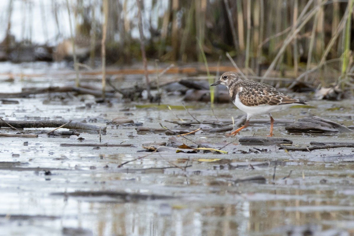 eBird Checklist 10 Sep 2023 RN de PointeYamachiche 25 species