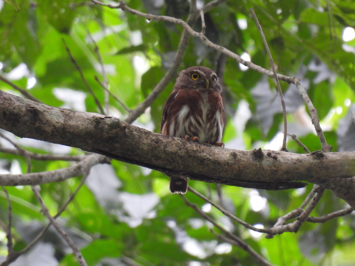 Least Pygmy-Owl - ML608719115
