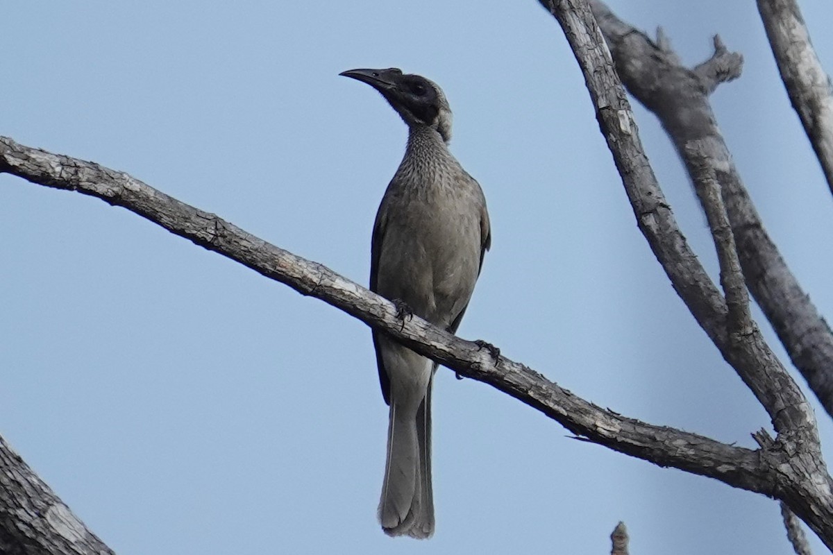 Helmeted Friarbird (Tenggara) - ML608719276