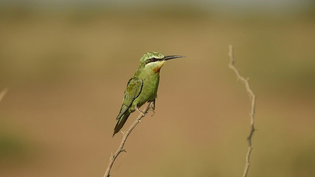 Blue-cheeked/Blue-tailed Bee-eater - ML608719337