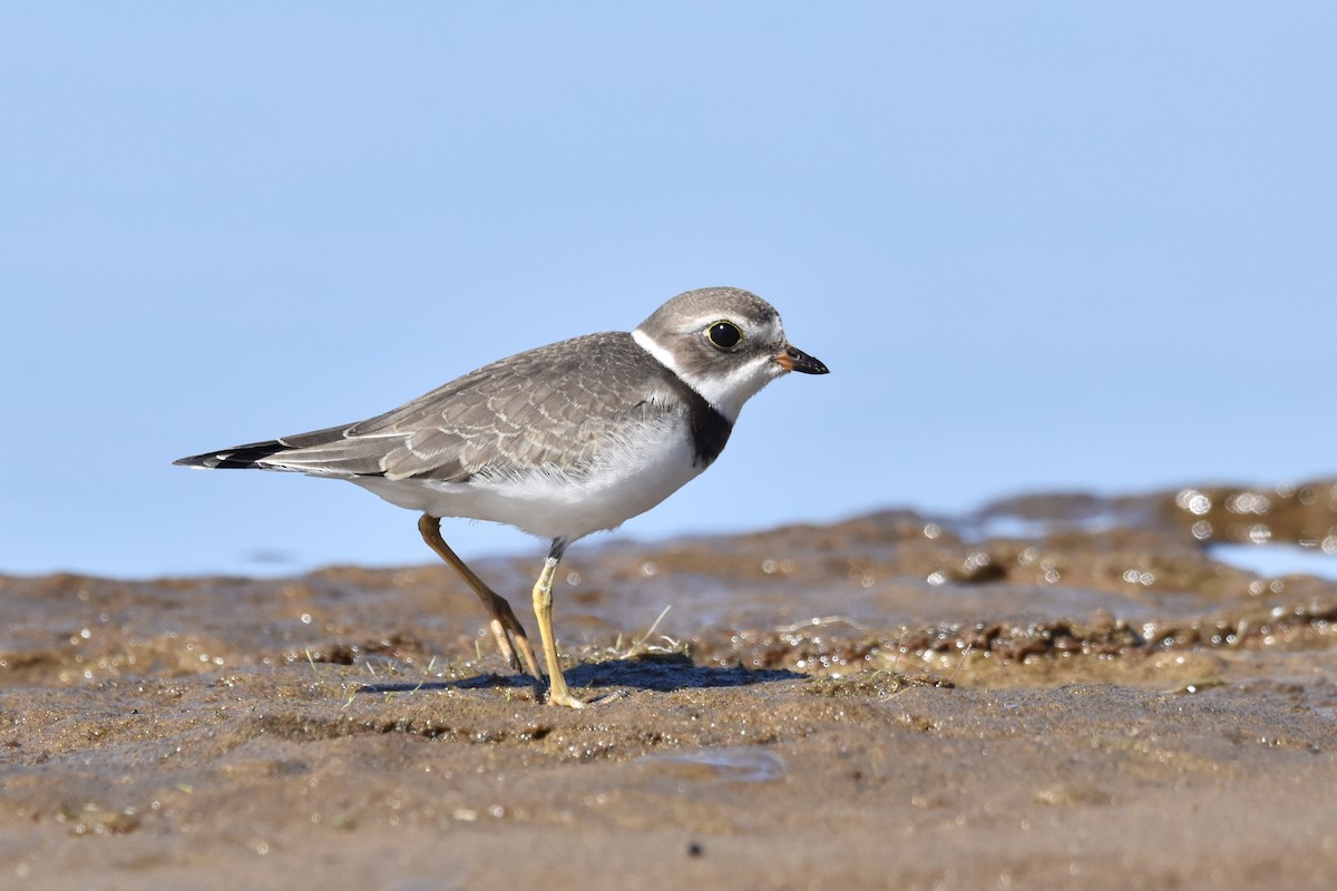 Semipalmated Plover - ML608719425