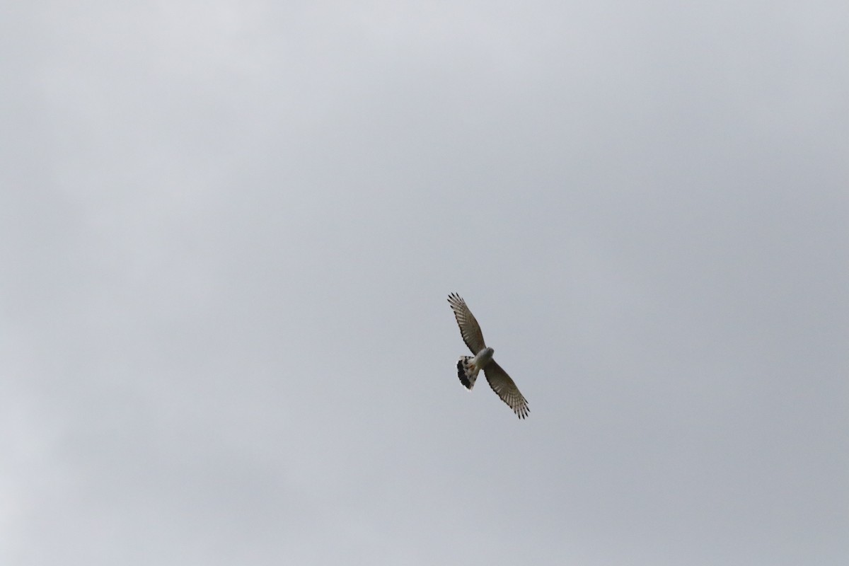 African Cuckoo-Hawk - ML608719471