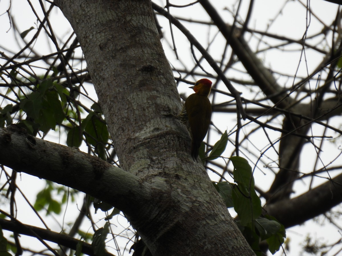 Yellow-throated Woodpecker - ML608719514