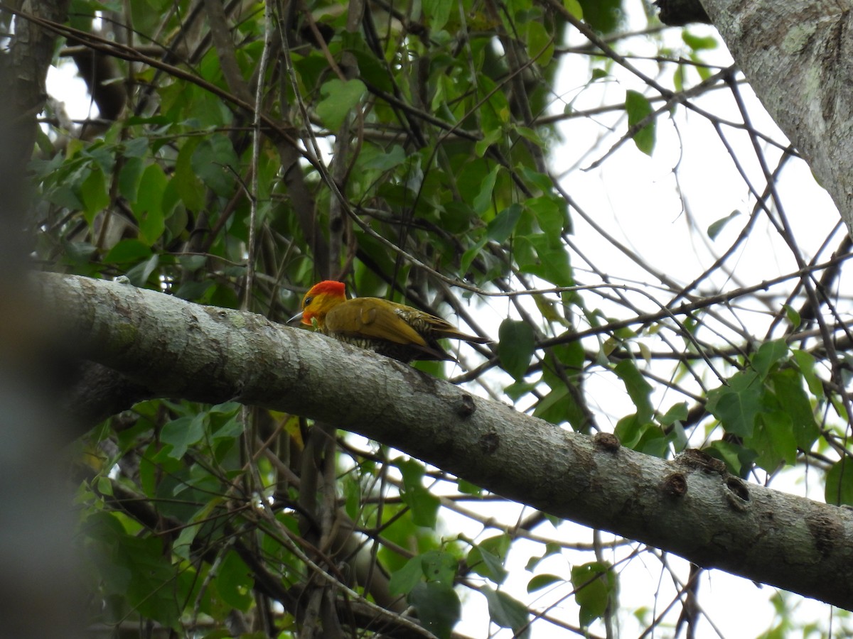Yellow-throated Woodpecker - ML608719515