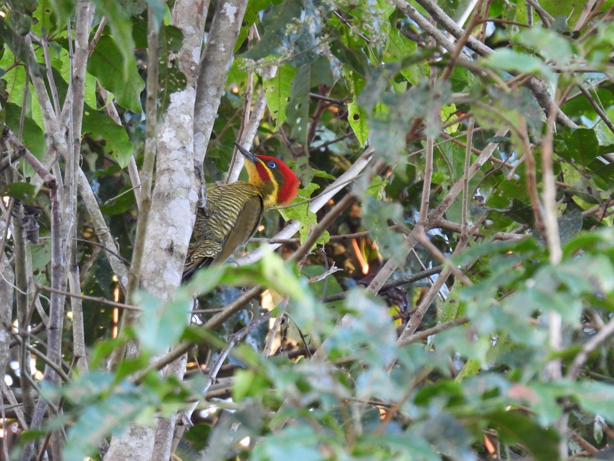 Golden-green Woodpecker (Atlantic) - ML608719683