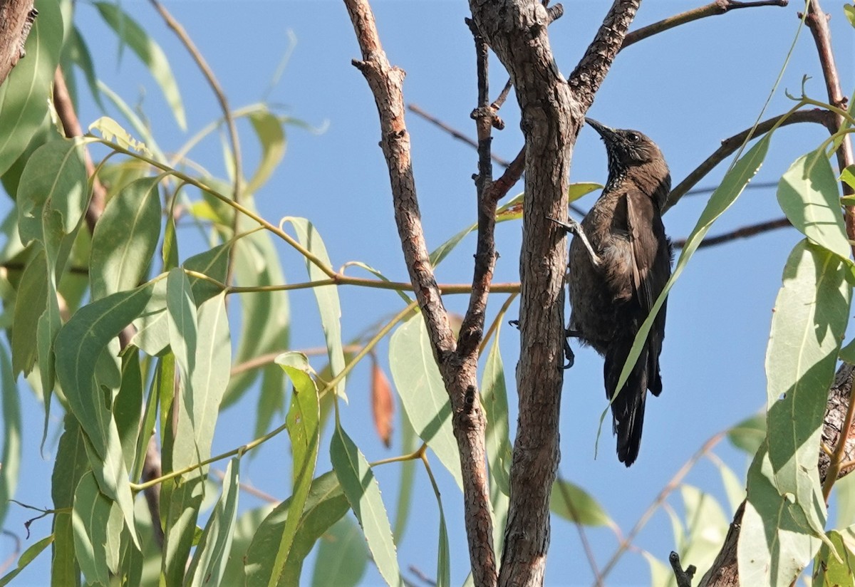 Black-tailed Treecreeper - Christian Doerig