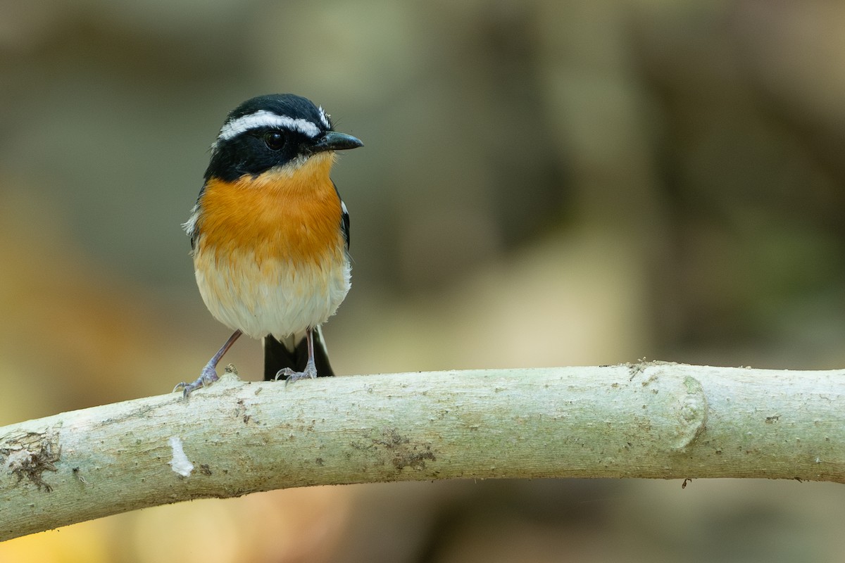 Rufous-chested Flycatcher - ML608720421