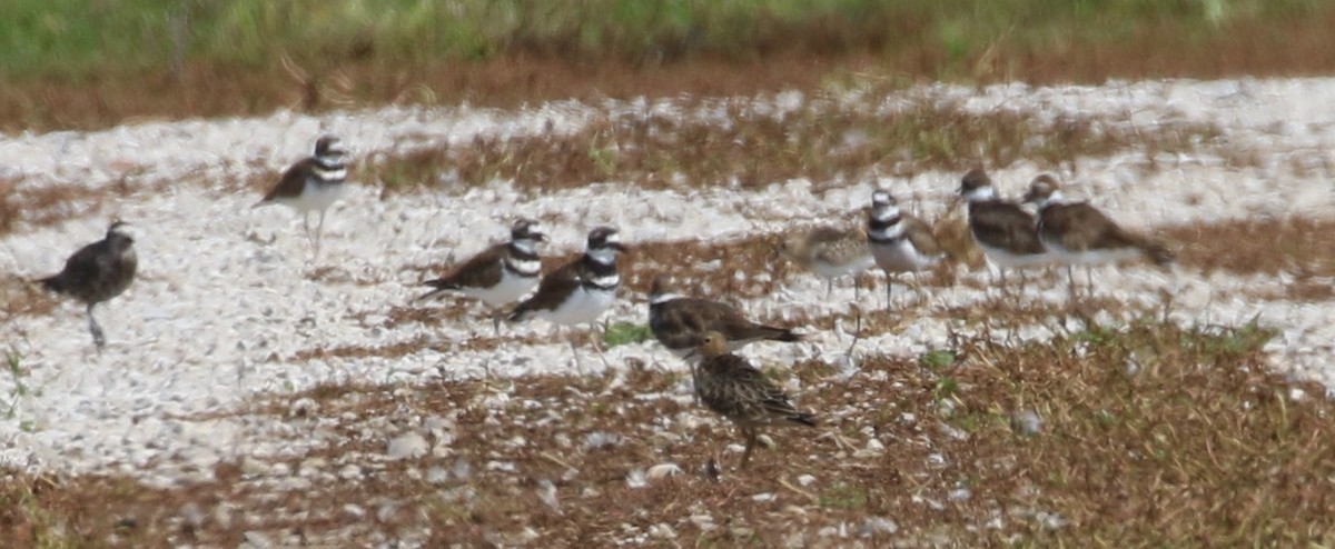 Buff-breasted Sandpiper - Don Coons
