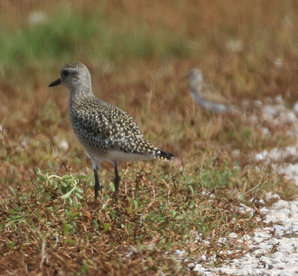 American Golden-Plover - Don Coons