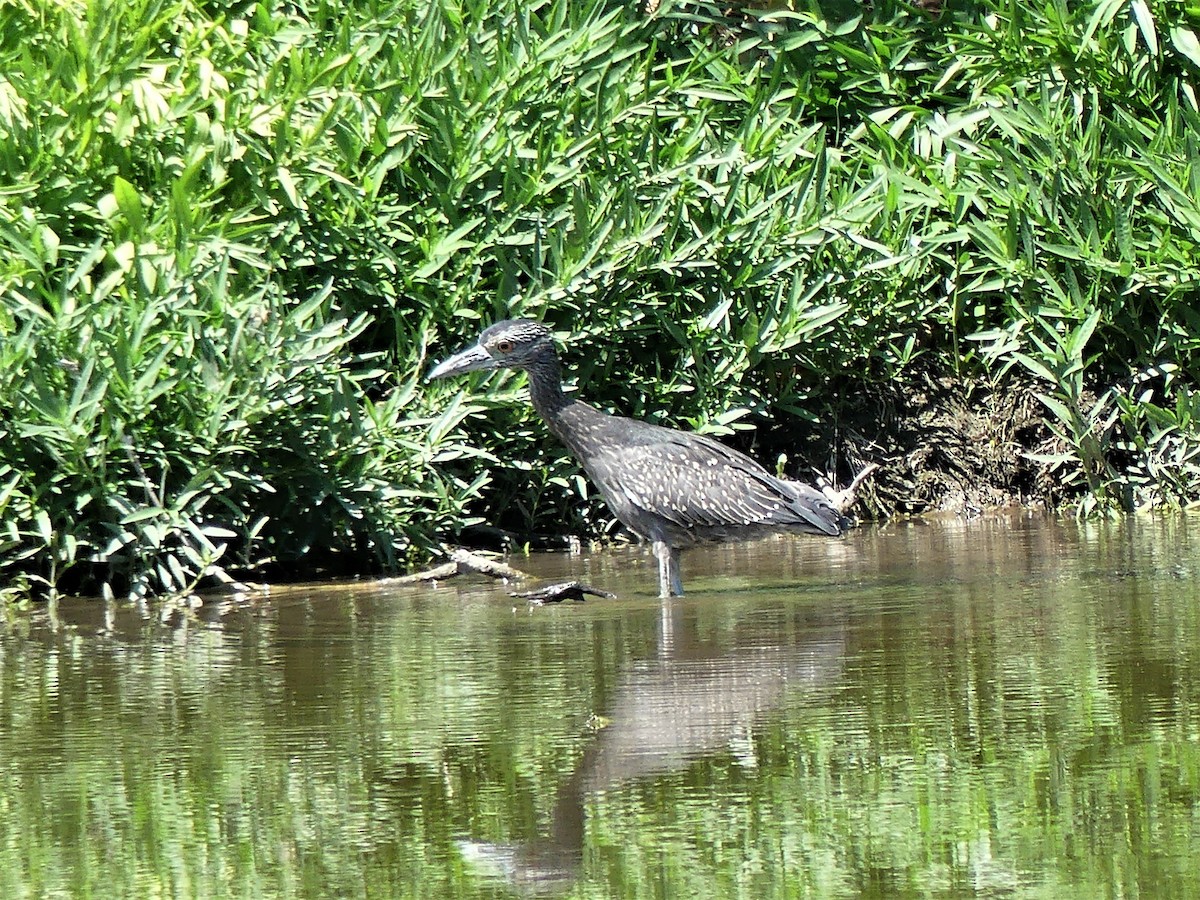 Ebird Checklist Sep White Rock Lake Sunset Bay Area Species