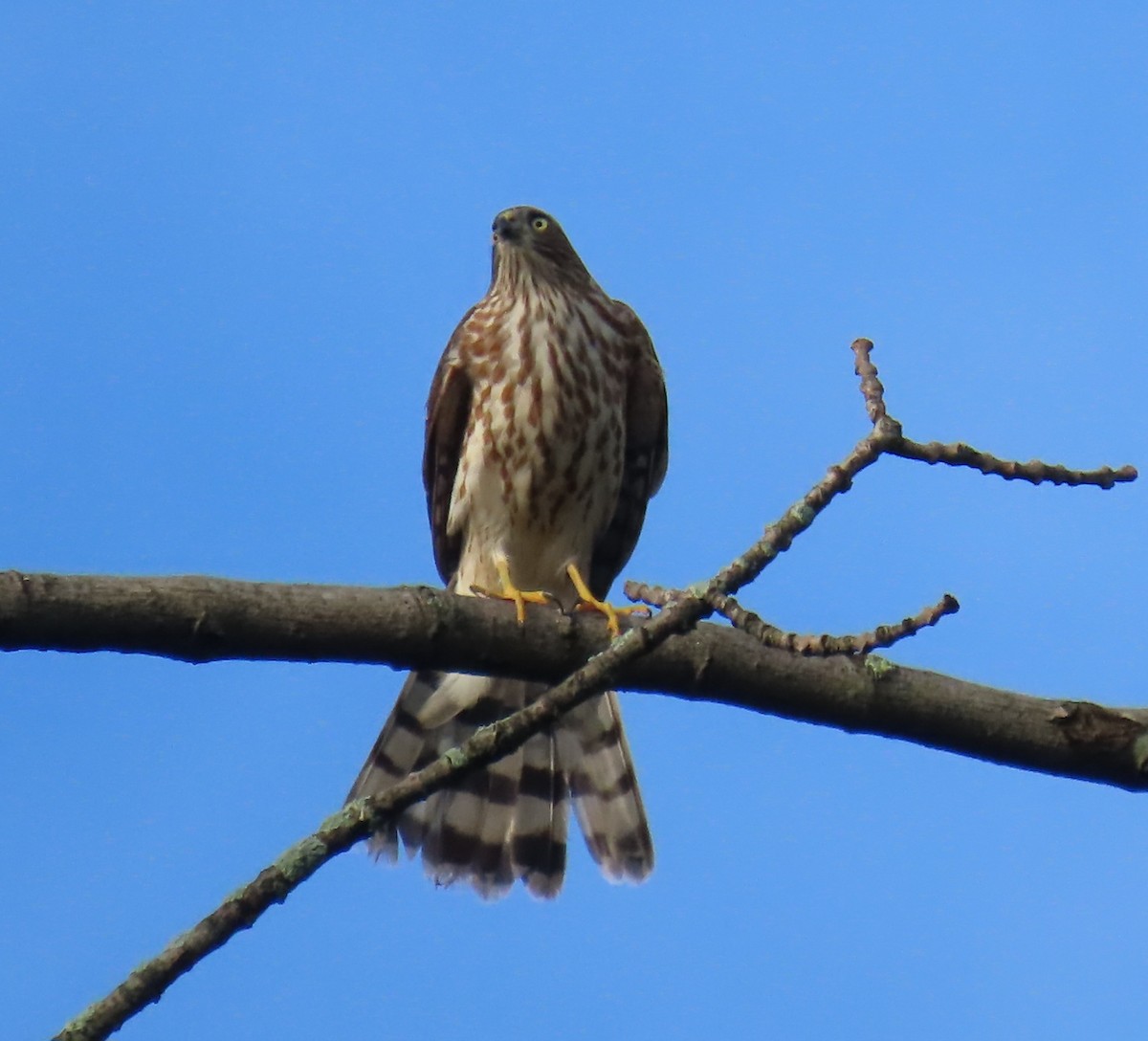 Ebird Checklist Sep Merrill Creek Reservoir Species