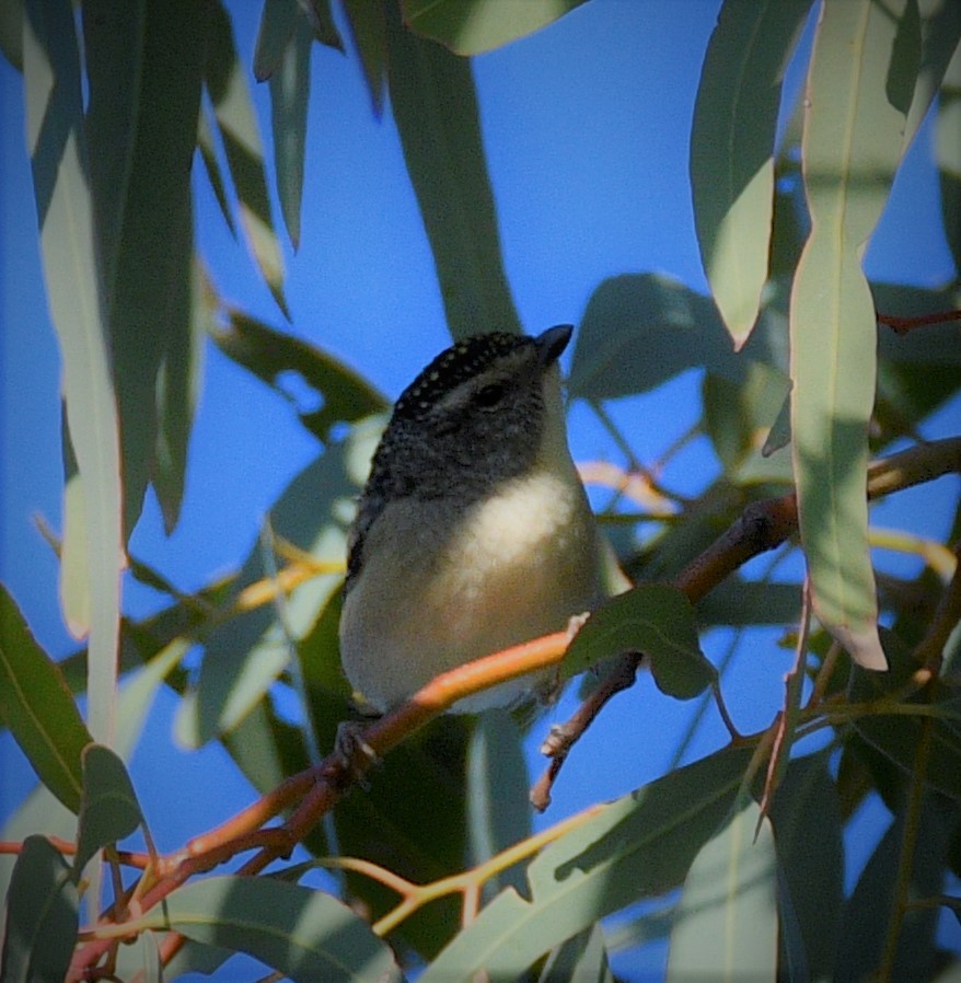 Spotted Pardalote - ML608721052