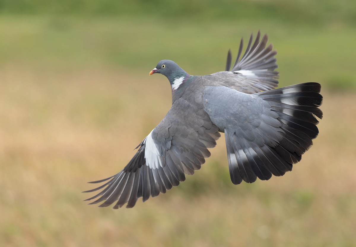 Common Wood-Pigeon (White-necked) - ML608721096