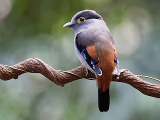  - Gray-lored Broadbill