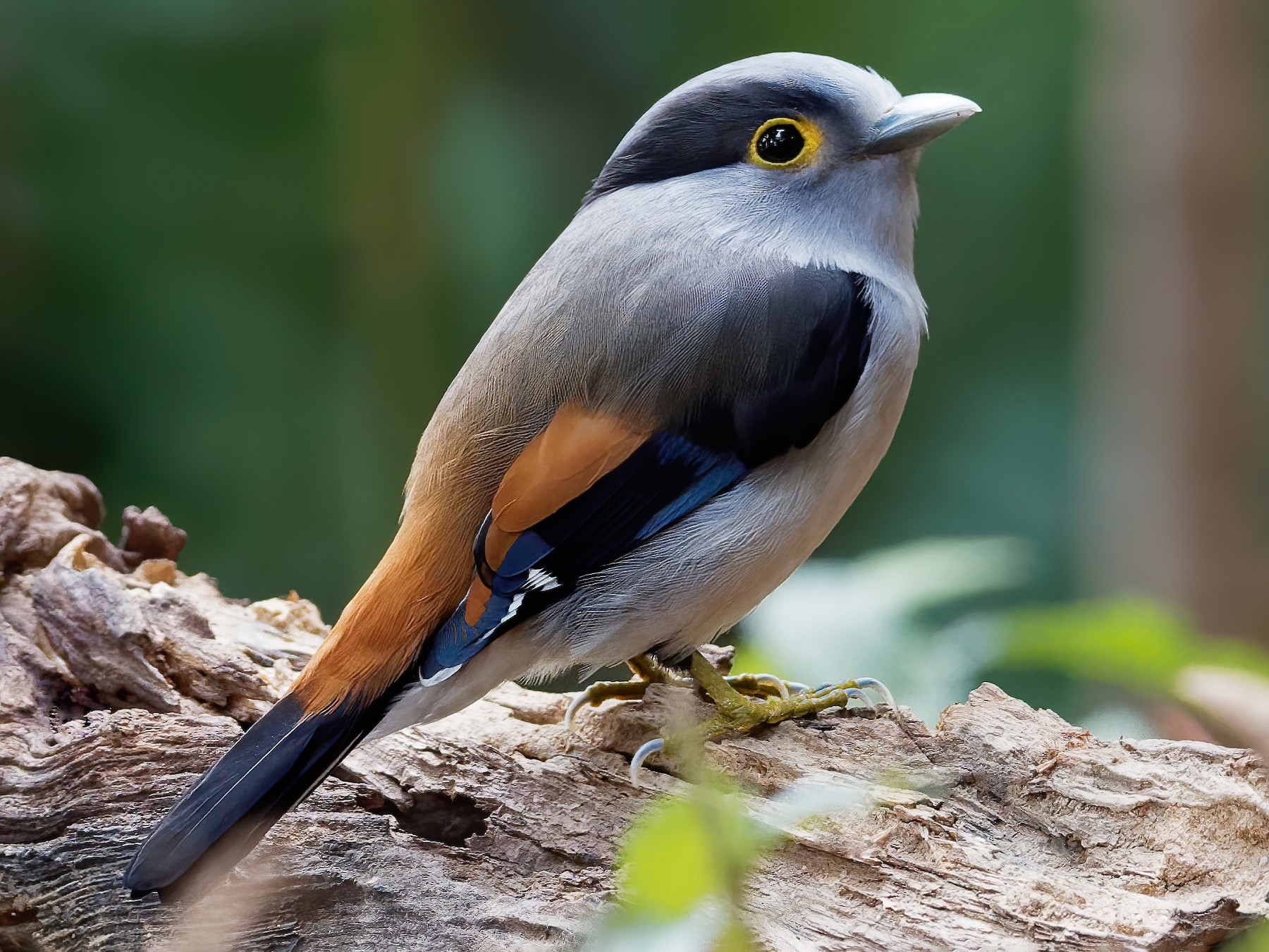 Silver-breasted Broadbill (Grey-lored Broadbill) - eBird