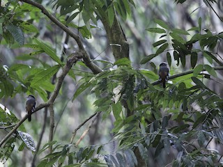  - Gray-lored Broadbill