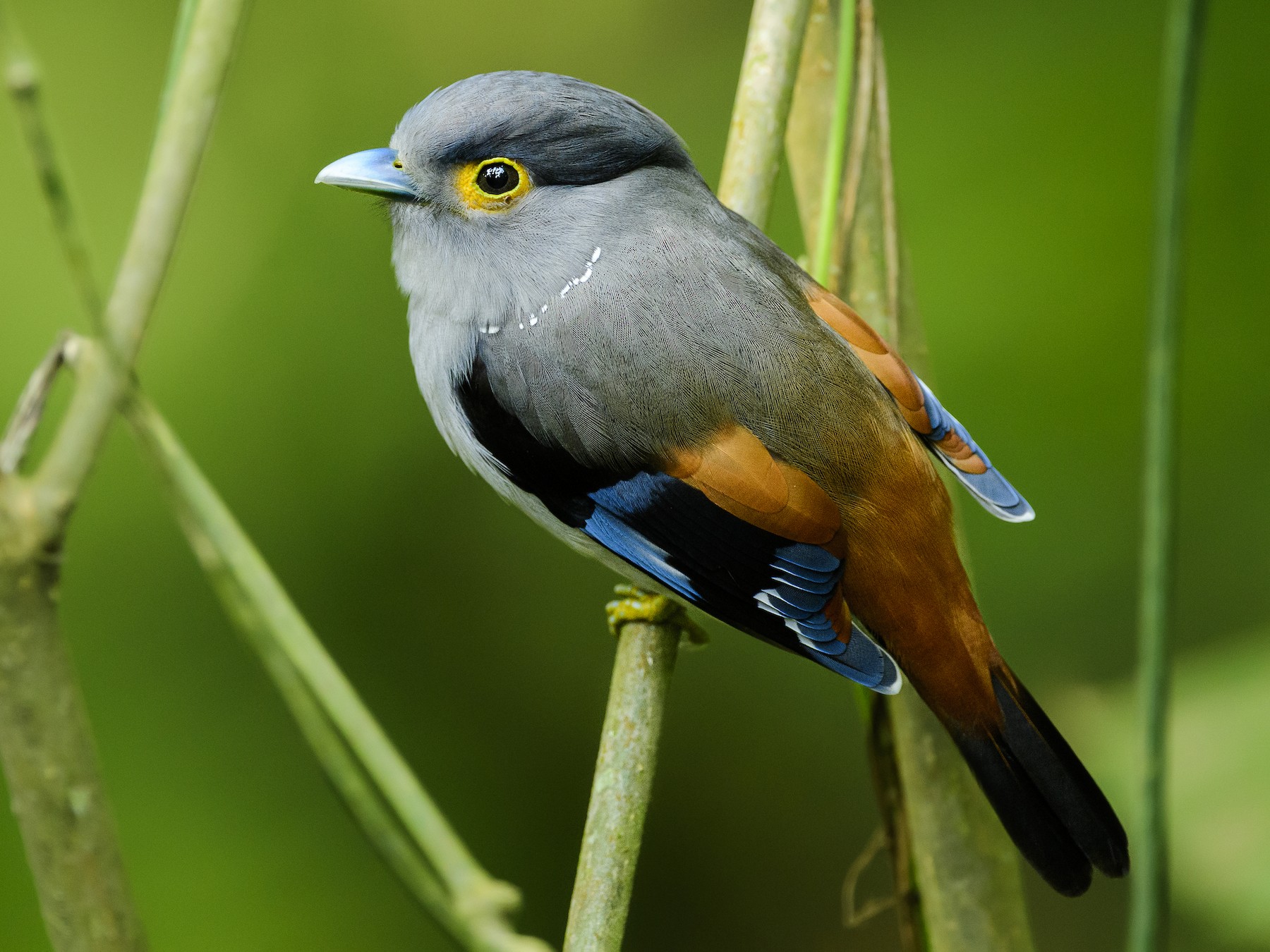 Gray-lored Broadbill - eBird