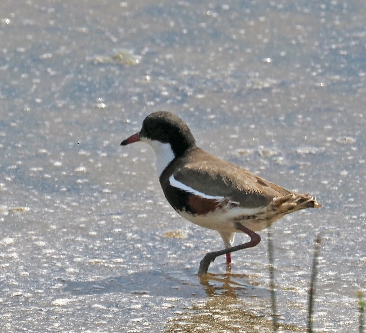 Red-kneed Dotterel - ML608721190