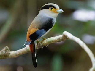  - Silver-breasted Broadbill