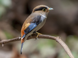 Silver-breasted Broadbill - eBird