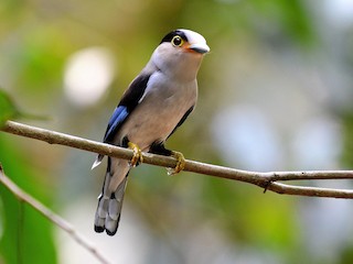  - Silver-breasted Broadbill