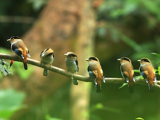  - Silver-breasted Broadbill