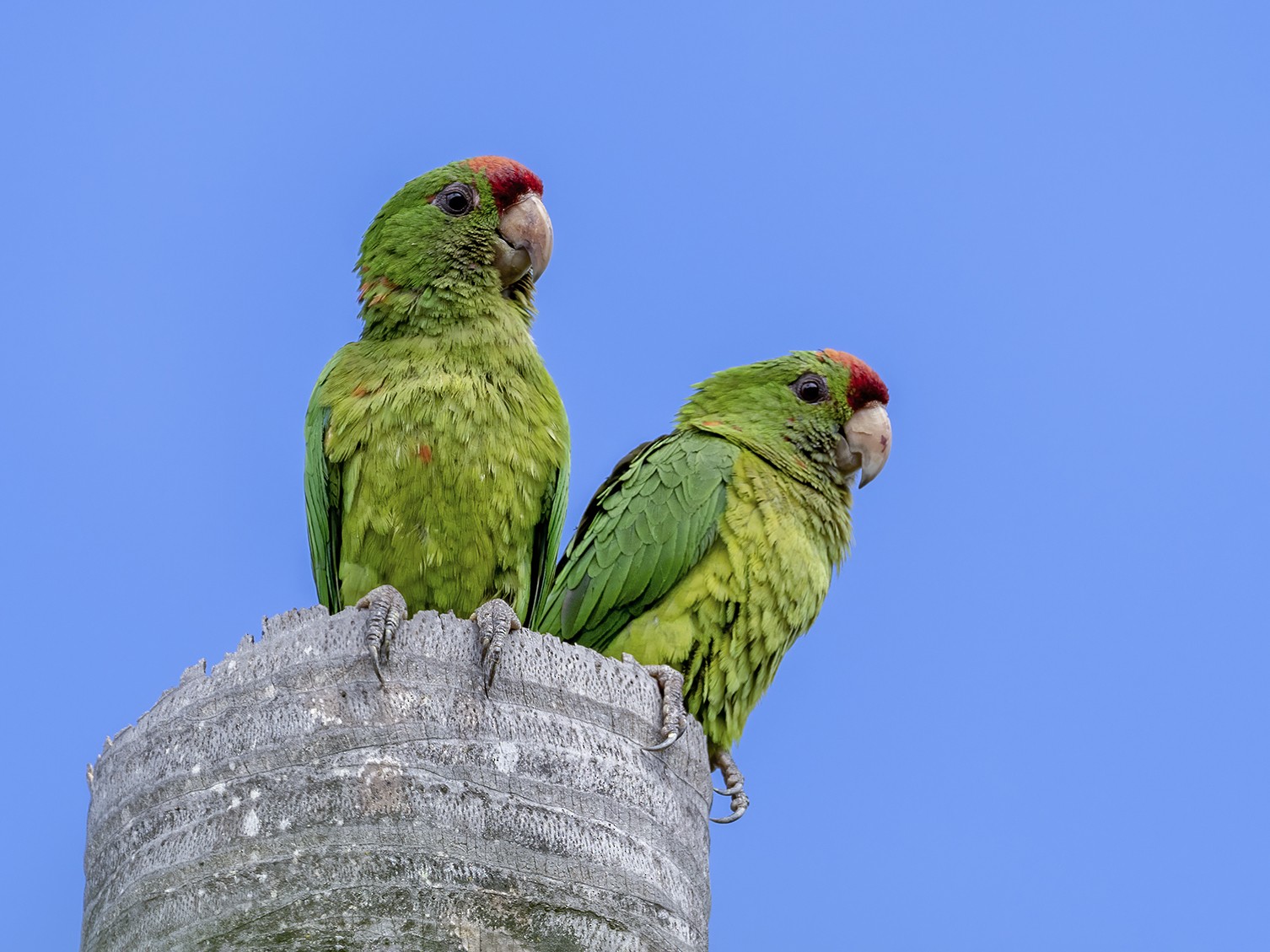 scarlet-fronted-parakeet-ebird