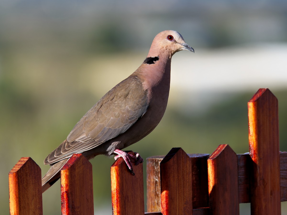 Red-eyed Dove - ML608721395