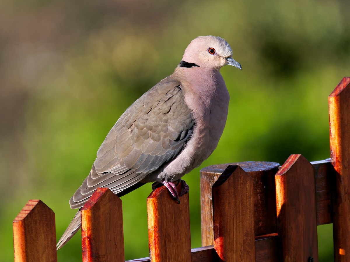 Red-eyed Dove - ML608721396