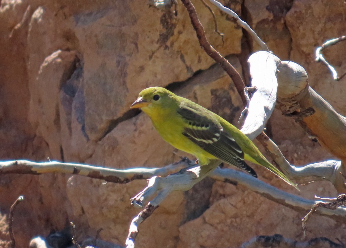 Western Tanager - ML608721870