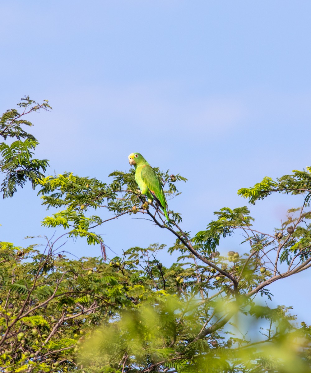 Yellow-crowned Parrot - ML608722089