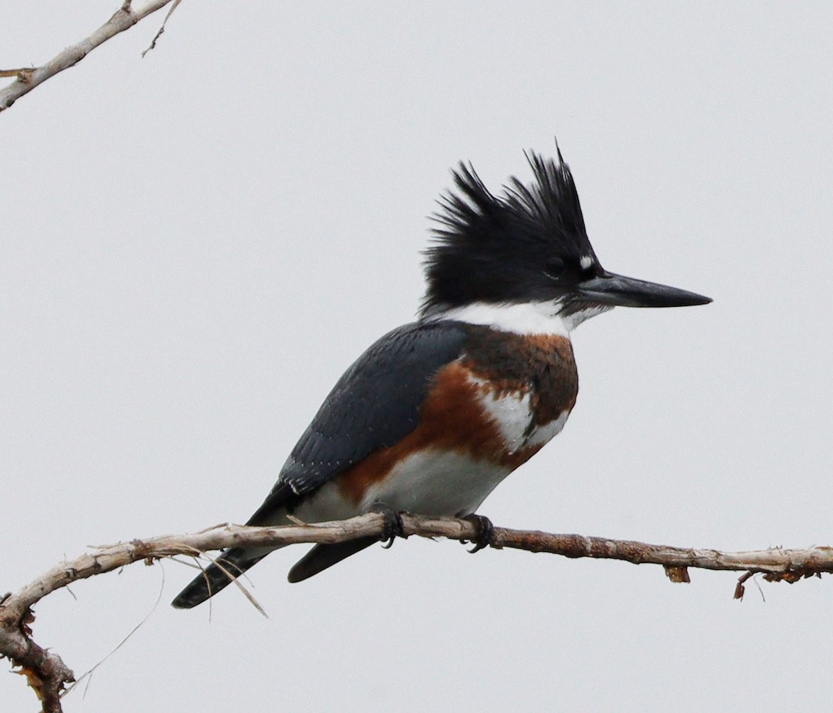 Belted Kingfisher - ML608722092