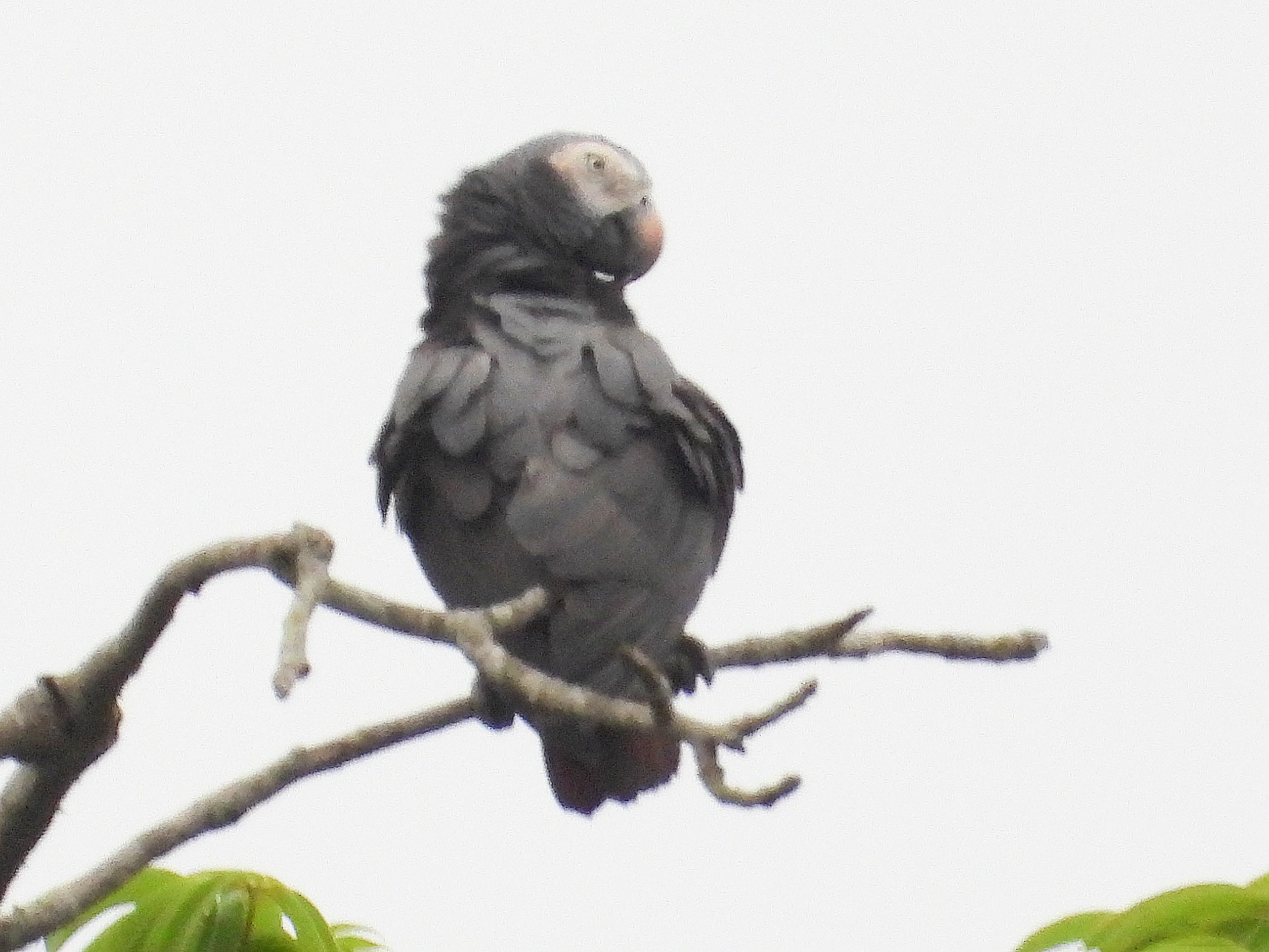 Timneh Parrot - eBird