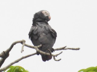 Timneh Parrot - eBird