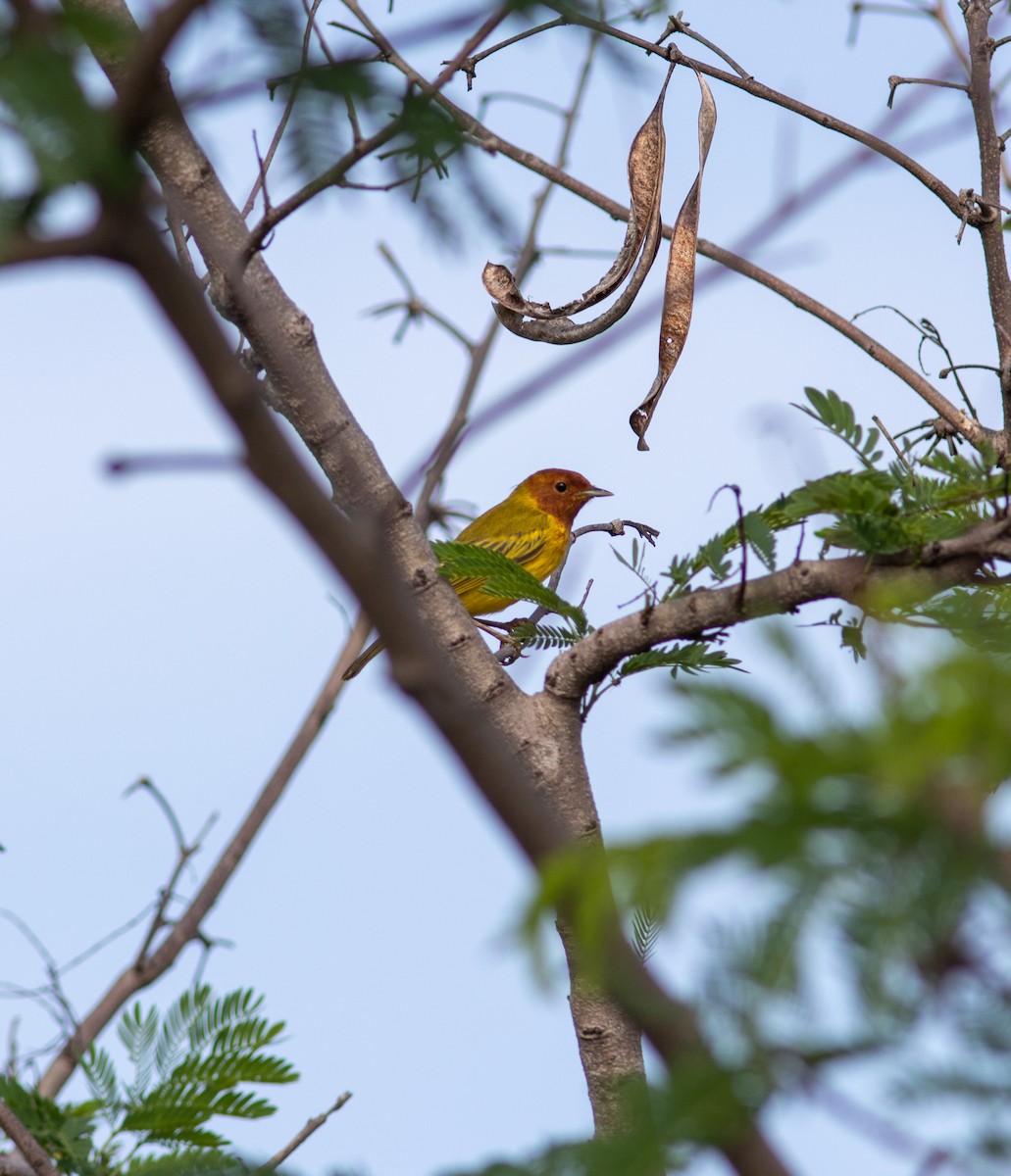 Yellow Warbler (Mangrove) - ML608722121