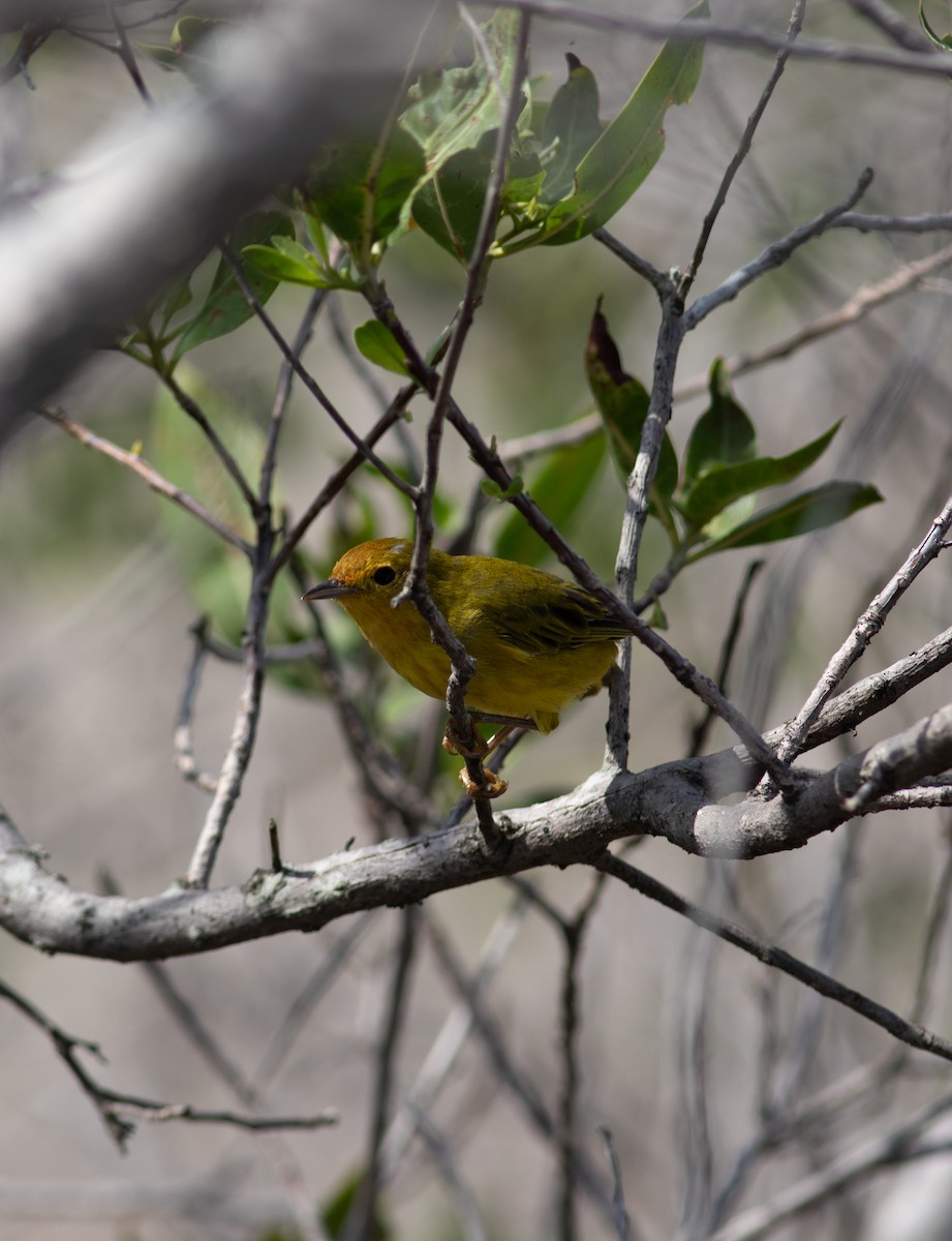 Yellow Warbler (Mangrove) - ML608722122