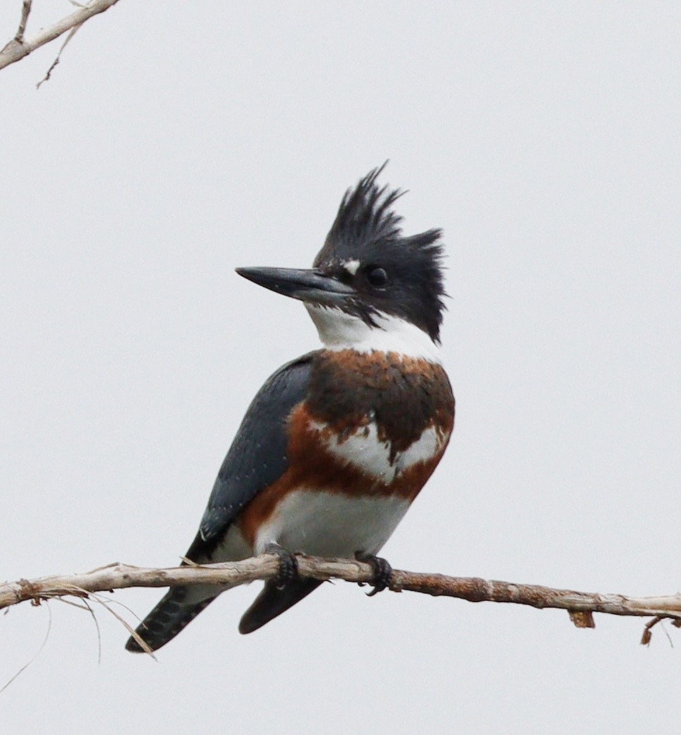Belted Kingfisher - ML608722149