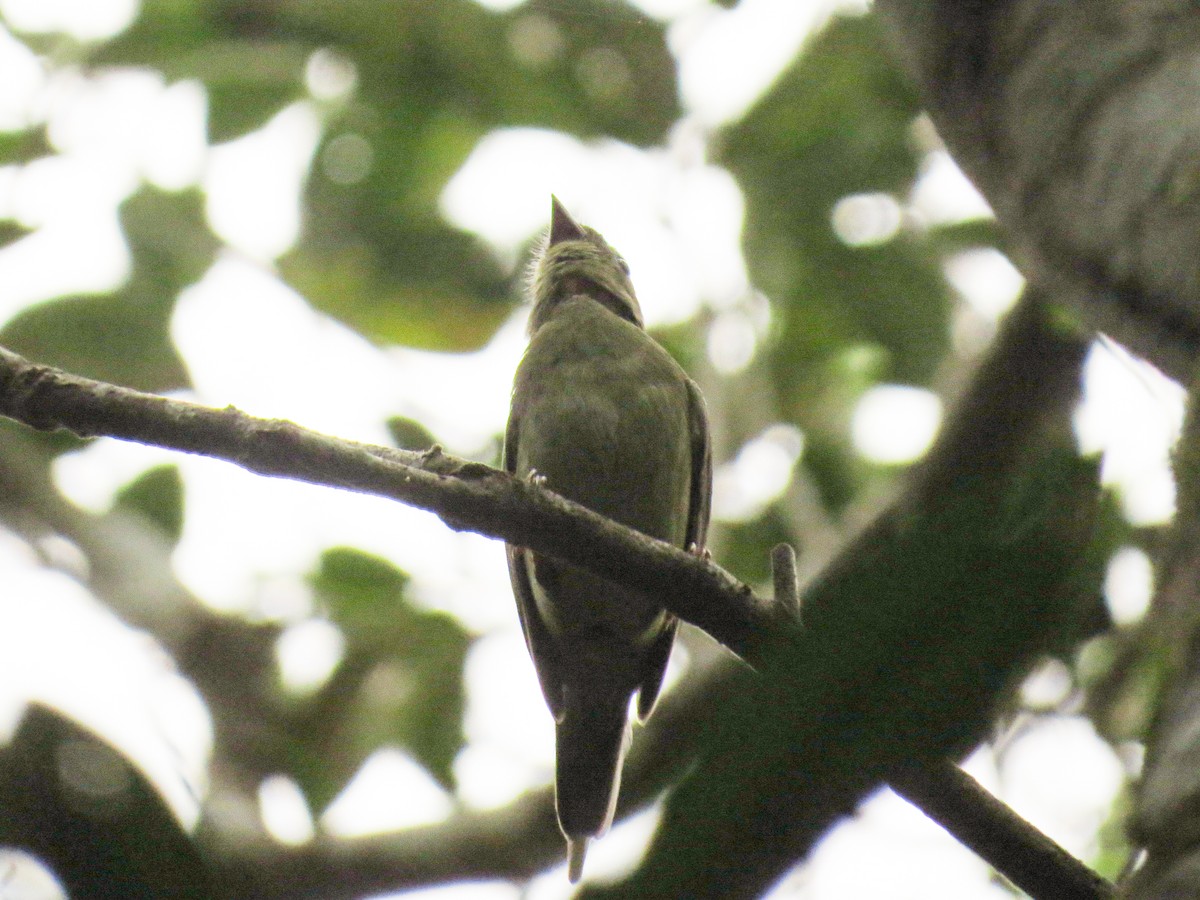 Swallow-tailed Manakin - ML608722341