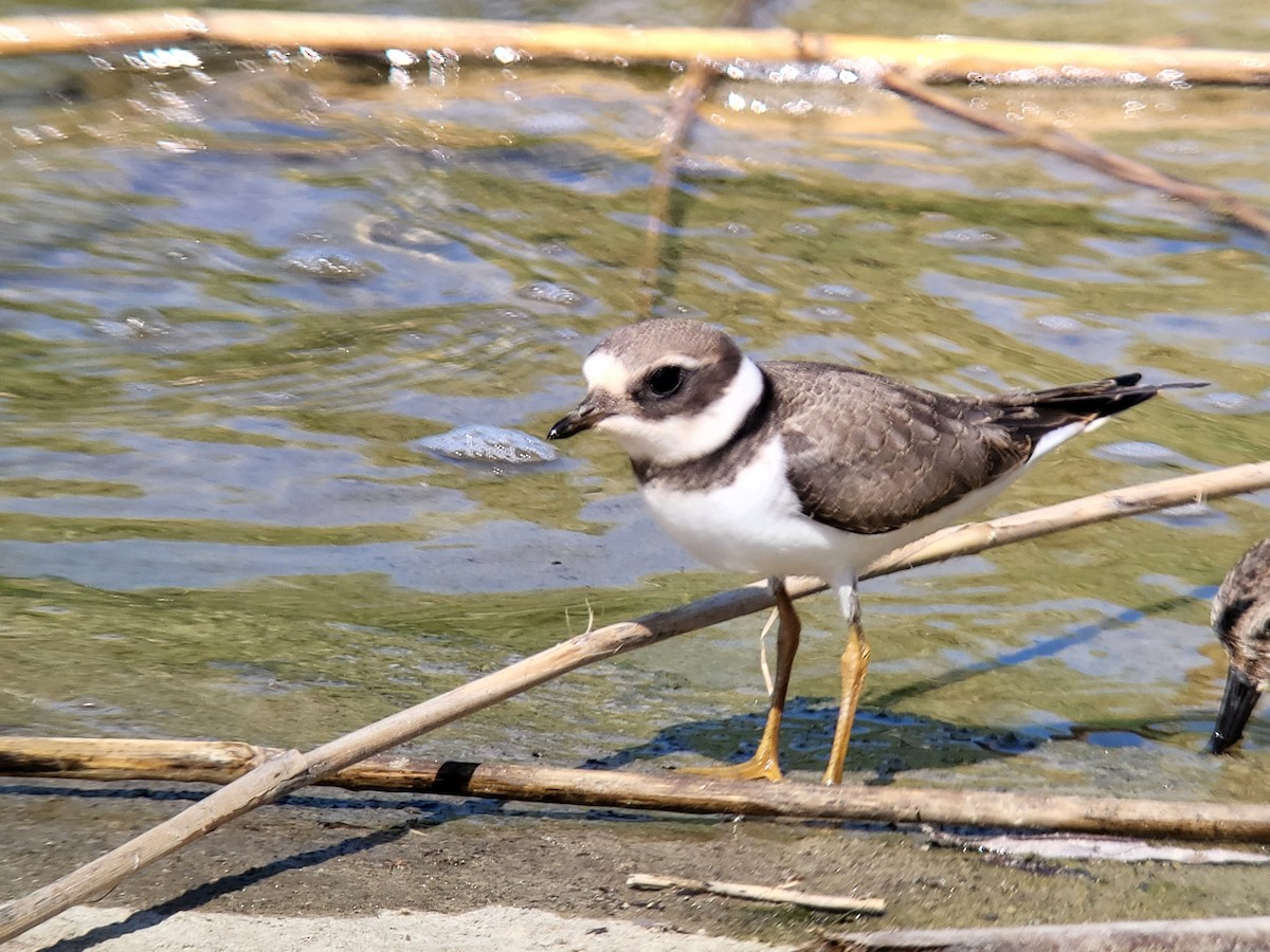 Common Ringed Plover - ML608722527